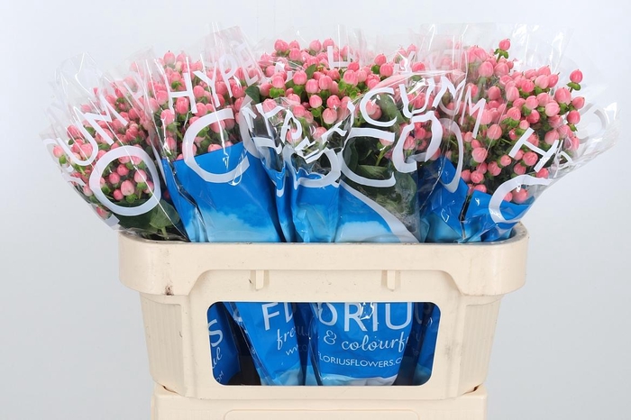 <h4>Hyp Coco Casino</h4>