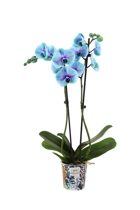 <h4>Potcover I Am Coloured Phal I Am Blue Lagoon 2T14+</h4>
