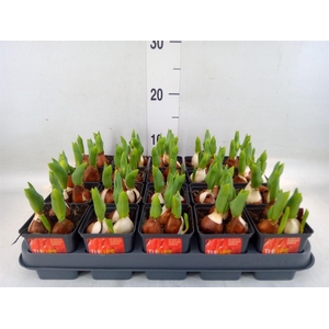 Tulipa DU 'Red Baby'