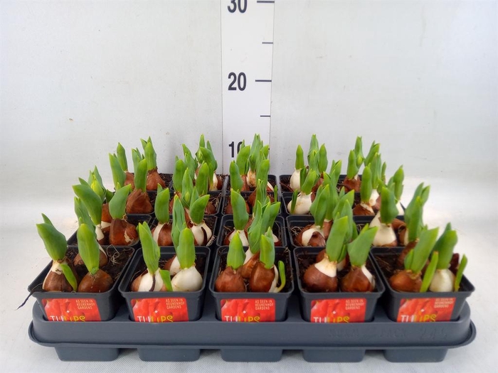 <h4>Tulipa DU 'Red Baby'</h4>