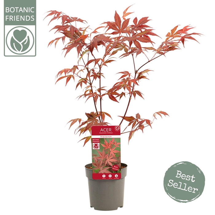 <h4>Acer palmatum Atropurpureum</h4>