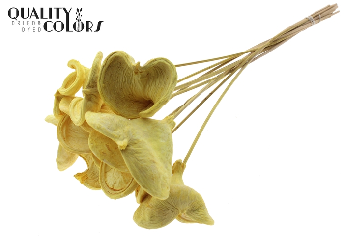 Badam on stem Bleached  Yellow