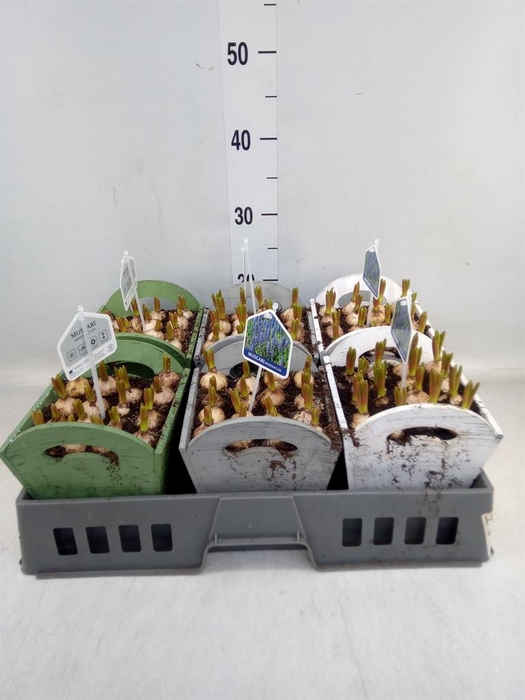 <h4>Arr.  Muscari L%</h4>