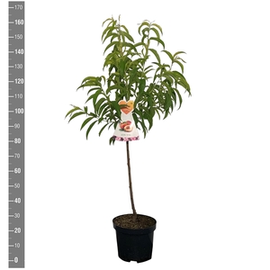 Prunus n. Flavortop (Nectarine), struik