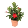 Dipladenia 'Rio' Dark Red