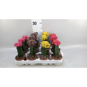 Gymnocalycium mihanov. 'Brasil'