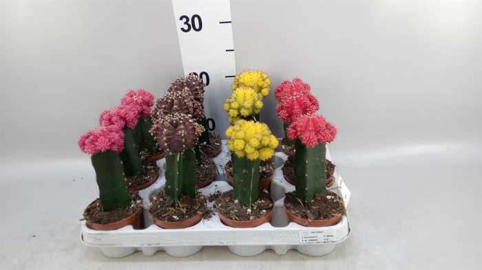 <h4>Gymnocalycium mihanov. 'Brasil'</h4>