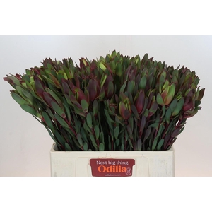 Leucadendron Senorita