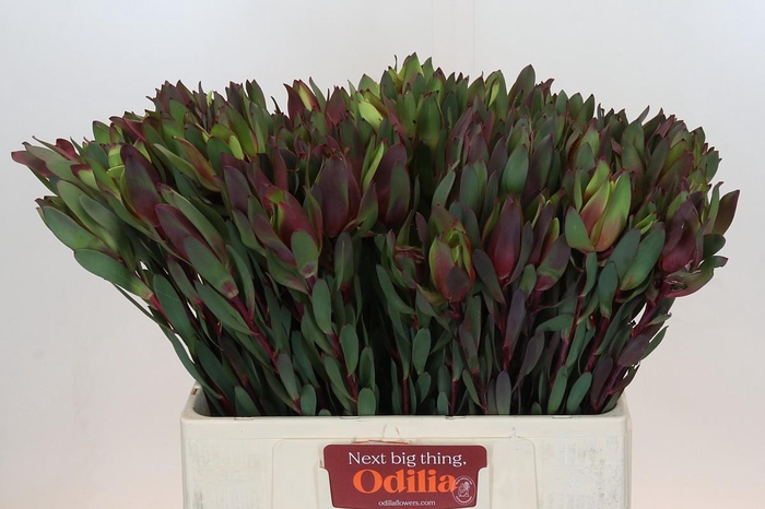 <h4>Leucadendron Senorita</h4>