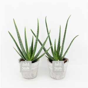 Aloe Vera 10,5 in stone look pot