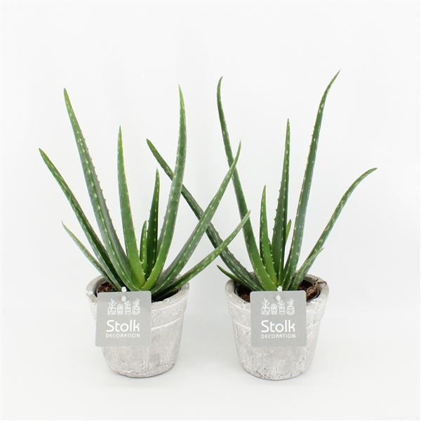 <h4>Aloe Vera 10,5 in stone look pot</h4>