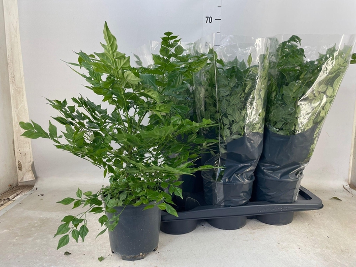 <h4>RADERMACHERA SINICA</h4>