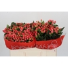 Hypericum Sweet Romance