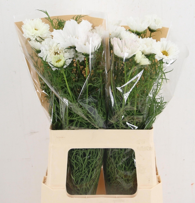 <h4>COSMOS BIPINNATUS</h4>