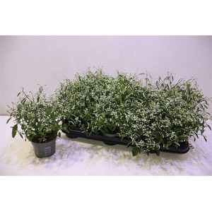 Euph Loreen Comp Whi