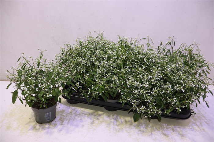 <h4>Euph Loreen Comp Whi</h4>