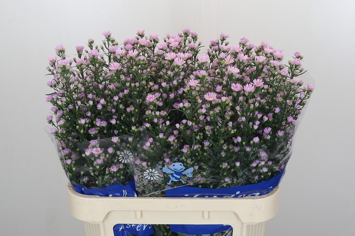 <h4>Aster Claudia</h4>