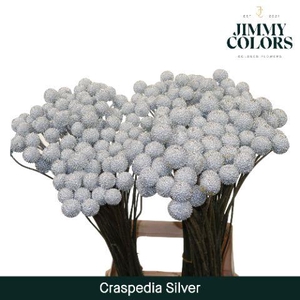 Craspedia L70 Metallic silver