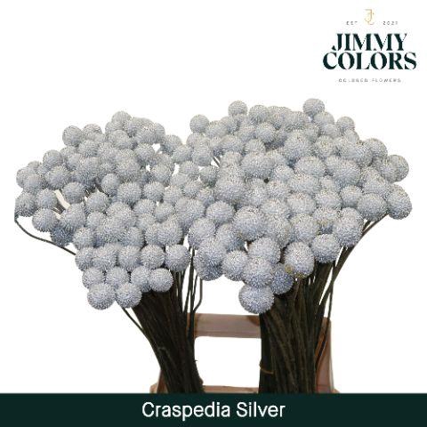 <h4>Craspedia L70 Metallic silver</h4>