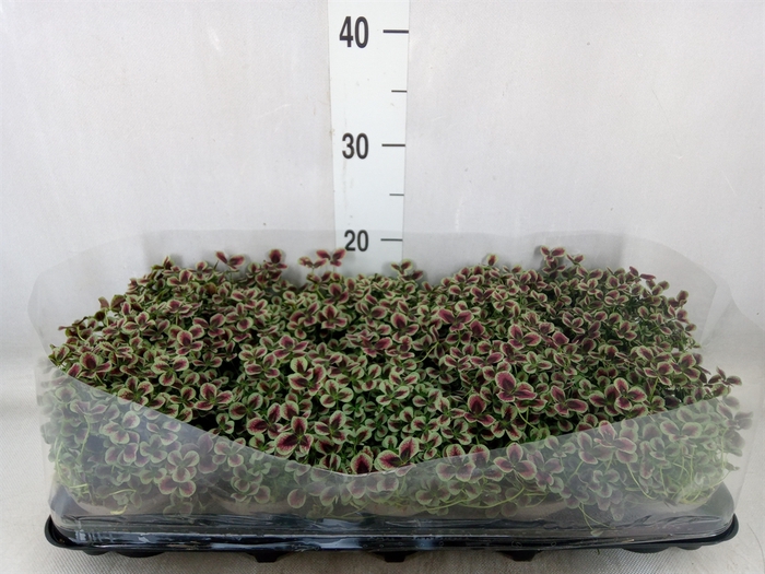 <h4>Trifolium repens 'Estelle'</h4>