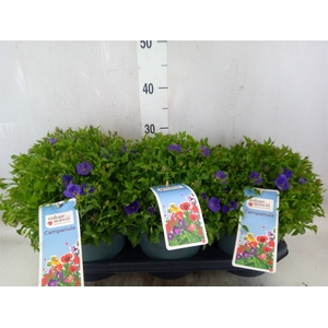 Campanula carp.