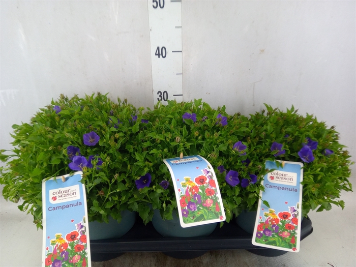 <h4>Campanula carp.</h4>
