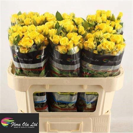 <h4>R Tr Yellow Babe</h4>