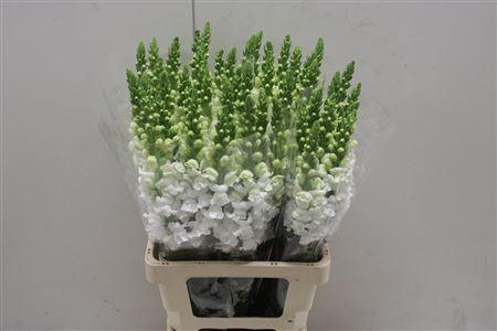 <h4>Antir Poto White X50</h4>