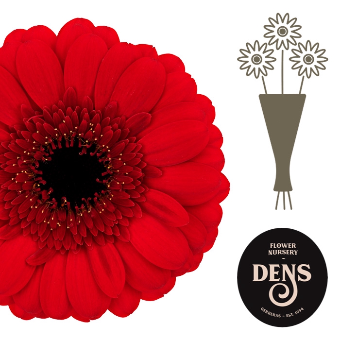 <h4>Germini Red Ruby Water</h4>