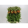 Fritillaria Imperialis Orange Sweet