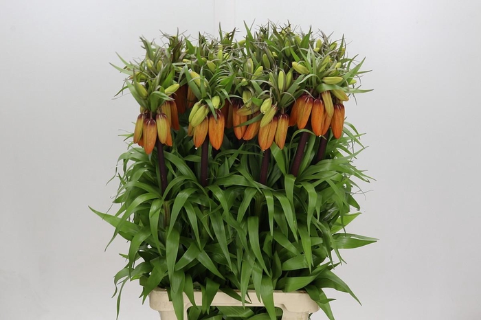 <h4>Fritillaria Imperialis Orange Sweet</h4>