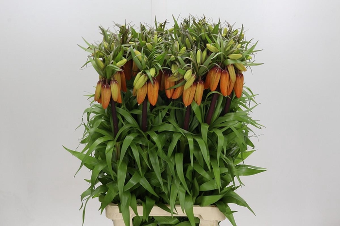 Fritillaria Imperialis Orange Sweet