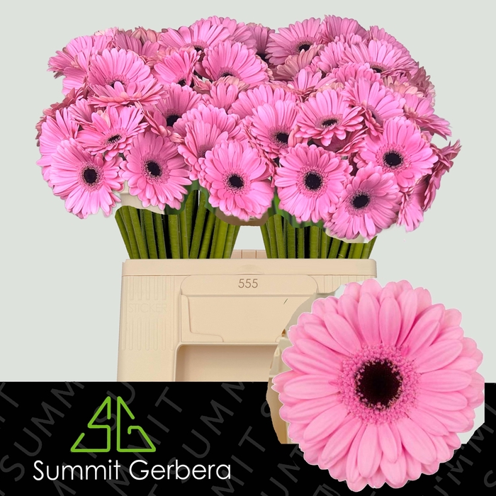 <h4>GE MI TALENT</h4>