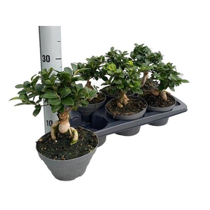 Ficus mi Ginseng 17Ø 30cm 1pp