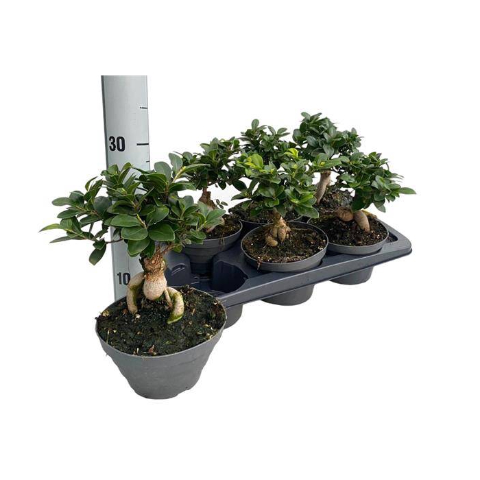 <h4>Ficus mi Ginseng 17Ø 30cm 1pp</h4>