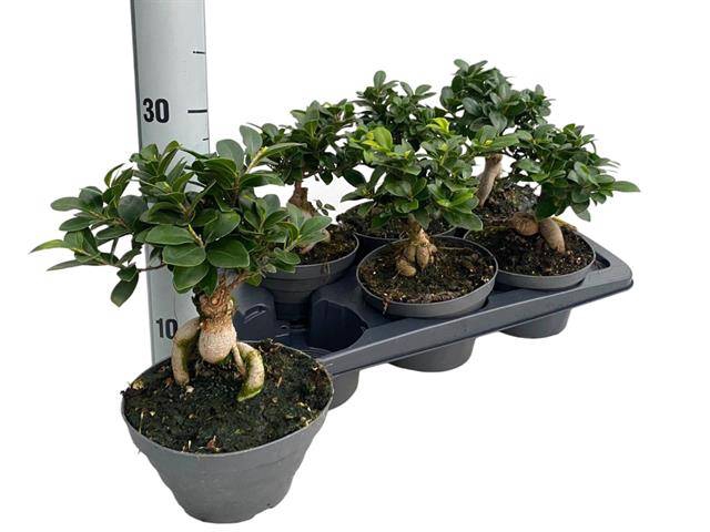 Ficus mi Ginseng 17Ø 30cm 1pp