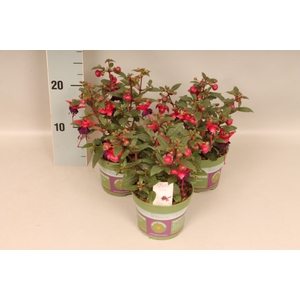 Fuchsia bella Soila