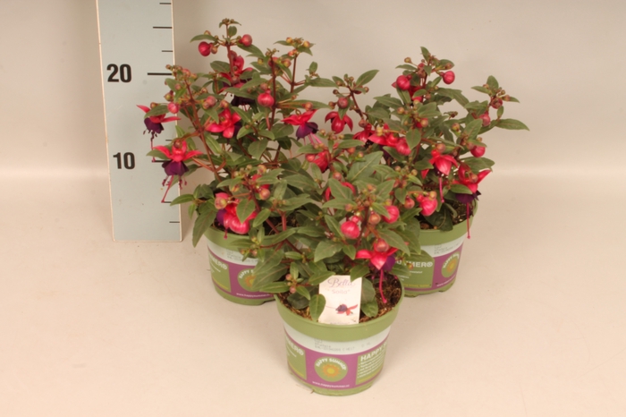 <h4>Fuchsia bella Soila</h4>