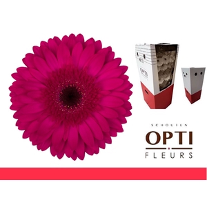 Gerbera Martini Aquabox