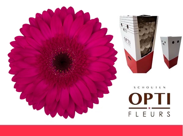 <h4>Gerbera Martini Aquabox</h4>