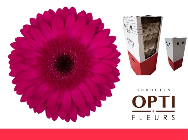 <h4>GE GR MARTINI-AQ-Box</h4>