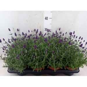 Lavandula angus. 'Hidcote'