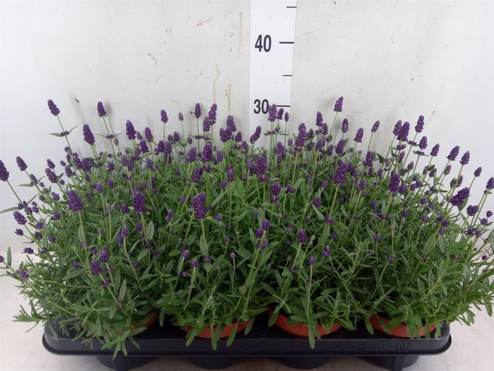 <h4>Lavandula angus. 'Hidcote'</h4>
