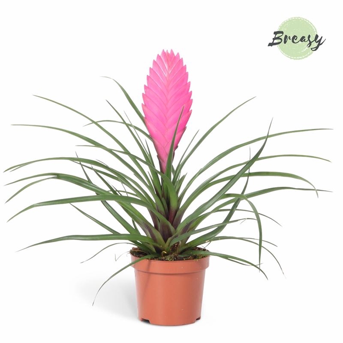 <h4>Tillandsia cyanea Vincent</h4>