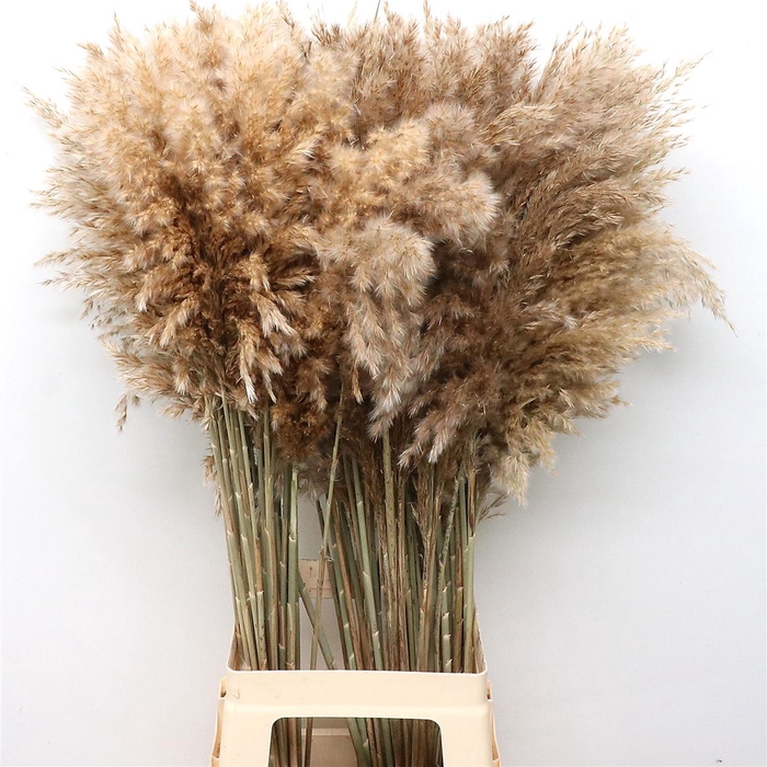 Corta Dried Naturel 75cm