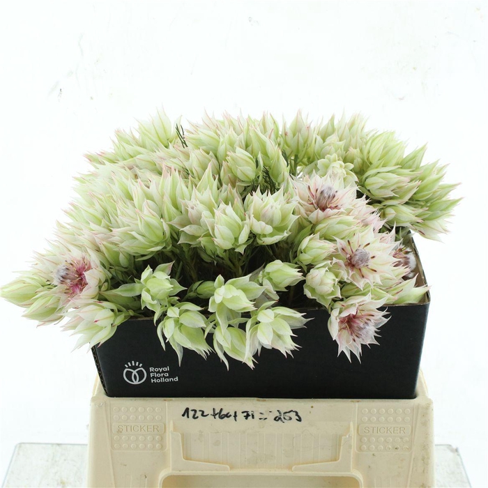 <h4>Blushing Brides White 4-6</h4>