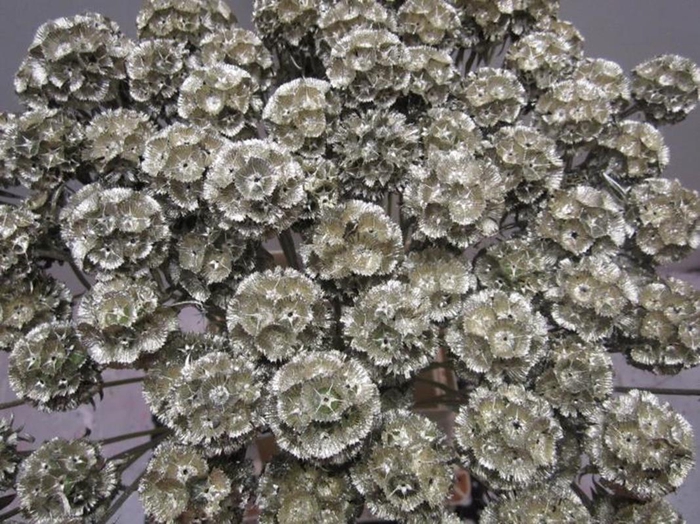 <h4>Scabiosa Platina (gedroogd)</h4>