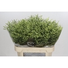 Limonium sinensis China Lemon
