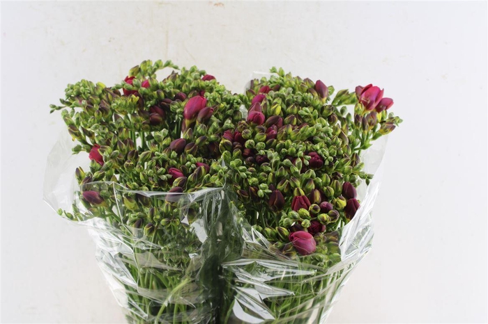 <h4>Fr Du Expression Cerise Red</h4>
