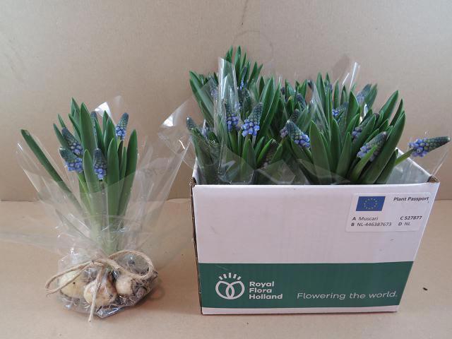 <h4>MUSCARI CAROLA</h4>